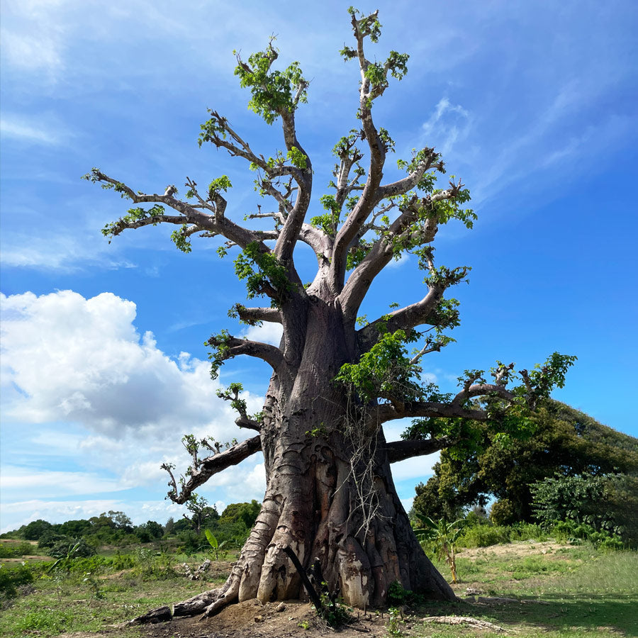 Baobab Pulver