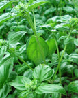 Bio Basil