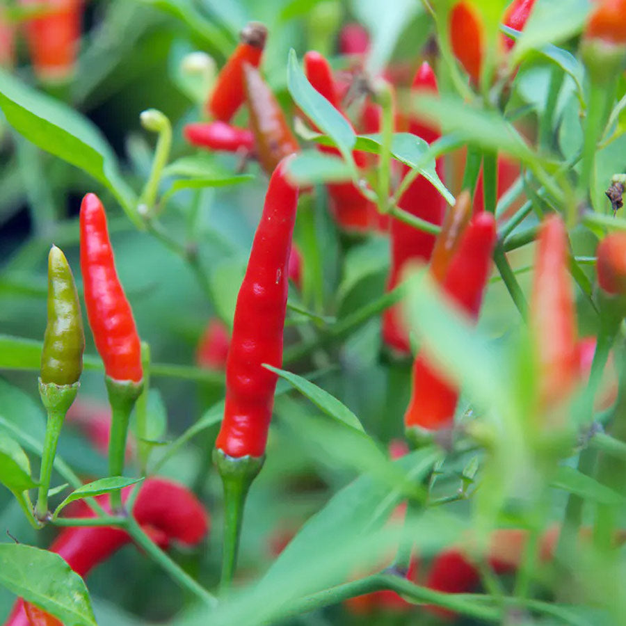 Birdseye Chili Flakes